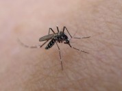 Zika Causes Joint Problems Too