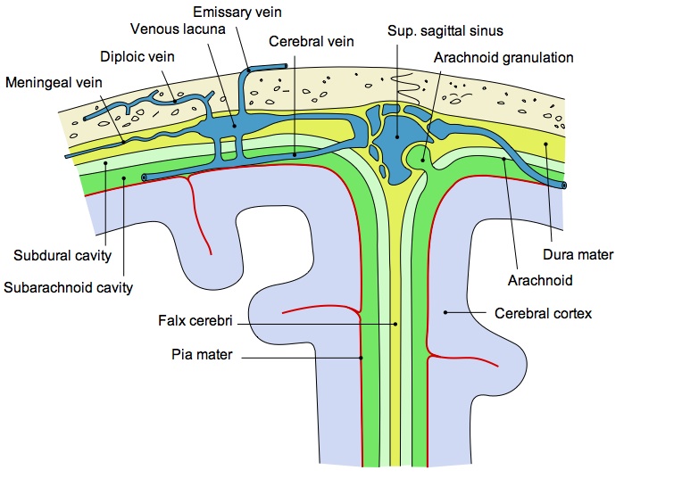 The relationship between the dura (epidural above - subdural below), the subarchnoid space and the cerebral cortex (brain) is shown here. This is where a brain bleed will occur.
